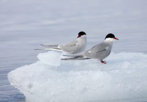 2012-06-07-arctic-terns-by-lisa-maria-haglund