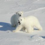 Photo: Jon Aars, Norwegian Polar Institute