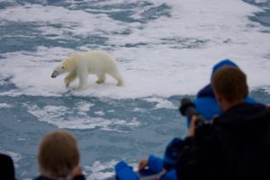 The world's largest predator strolls by a cruise ship, unfazed by the passengers observing from the ship’s deck. Photo: Kelvin Murray, EYOS Expeditions.