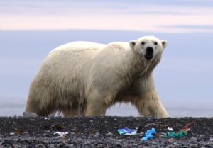 Help AECO combat marine litter in the Arctic. (Photo: Ilja Leo Lang)